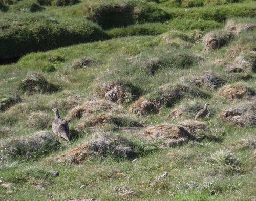 A Ptarmigan type bird with two chicks, only one chick is visible.